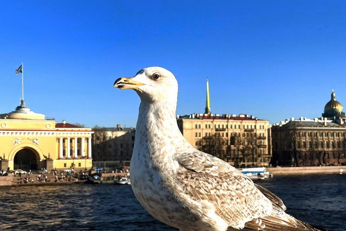 Дворцовый мост